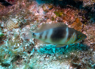 Obraz premium Barred Hamlet
