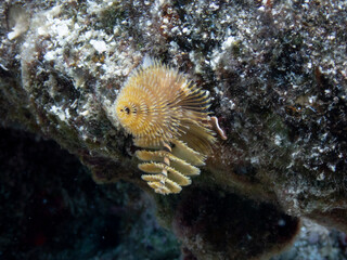 Christmas Tree Worm