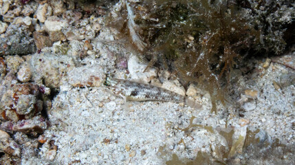 Colon Goby