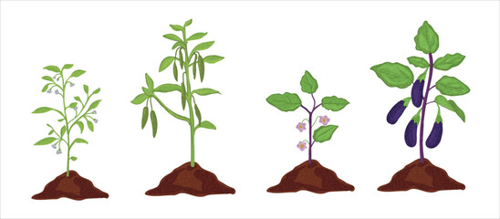 Growth stages of aubergine and green pepper plant. aubergine and green pepper  vector illustration