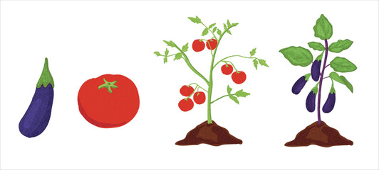 Growth stages of tomato and aubergine plant. Tomato and aubergine vector illustration