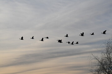 Geese