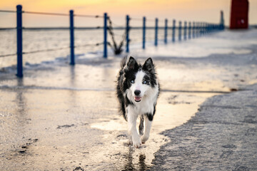 Lighthouse Winter with Dog