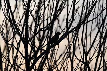 Bird in a Tree