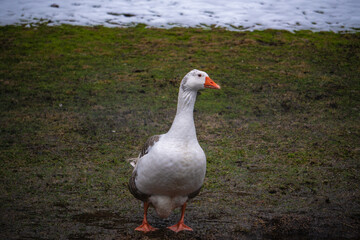 Close-up to white farm goose during rainy day
