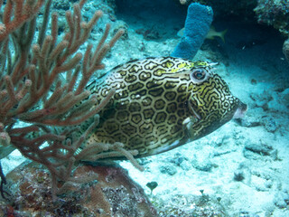 Honeycomb Cowfish