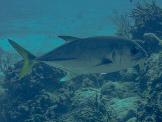 Fototapeta premium Horse Eye Jack