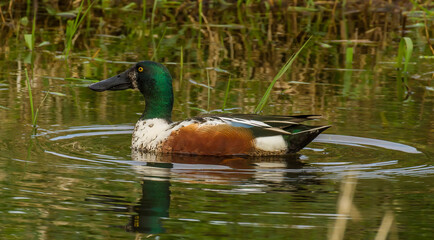 Norther shoveler duck
