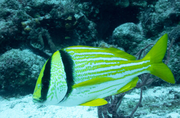 Porkfish