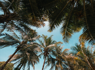 Fototapeta na wymiar palm tree lookup