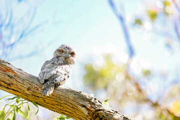 Tawny Frogmouth native Austrlalian owl variety sitting on branch in the wild