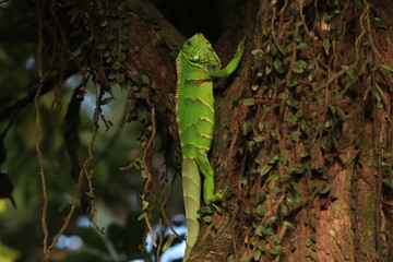 iguana on tree