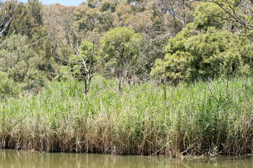 this is a billabong or watering hole