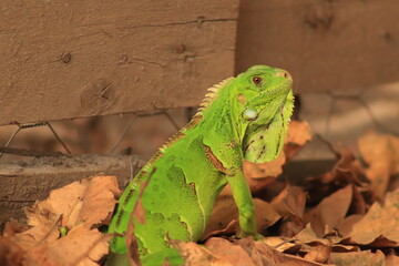 iguana
