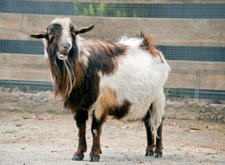 this billy goat lives on a farm