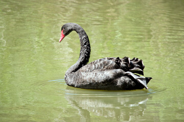 the black swan is a medium sized black bird with a red beak and red eye