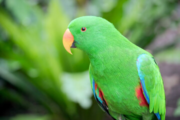 the male eclectus parrot is manily green with an orange and yellow bill