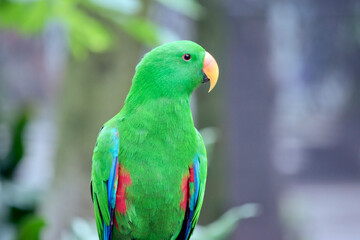 this is a close up of an eclectus parrot