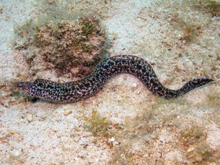 Spotted Moray
