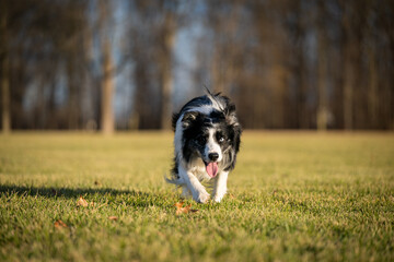 Naklejka na ściany i meble Dog Catches frisbee runs fast in field