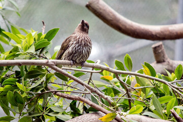 the female figbird is resting on a tree