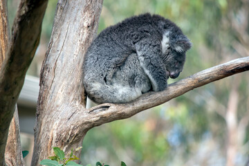 the koala has grey fur on its body a white chest and white ears and a big black nose