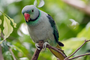 the malabar parakeet is light blue with green wings and orange bill