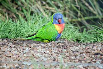 the rainbow lorikeet is a colorful bird with a blue head green body orange and yellow chest and an orange beak
