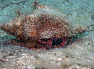 White Speckled Hermit