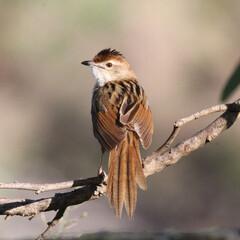 Tawny grassbird bird sitting on a tree branch