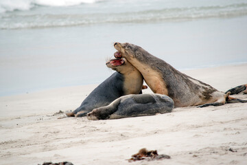 the sea lion pups are grey on the top and white on its bottom