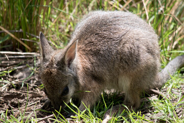 the joey tammar wallaby is mainly grey with tan arms and head