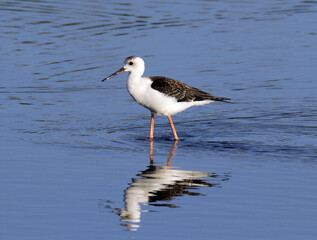 Pied stilt wader bird standing in a lake of water