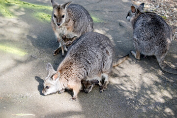 three female tammar wallabies with joeys in their pouches are looking for food that tourists toss on the ground