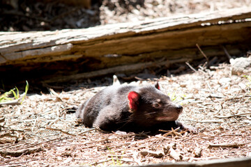 the tasmanian devi is resting in the sun