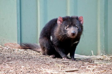 the Tasmanian devil is the size of a dog with black fur , pink ears and sharp teeth