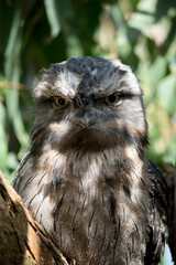 this is a close up of a tawny frogmouth