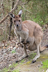 Naklejka na ściany i meble the westen grey kangaroo is mainly brown with a white chest and long tail
