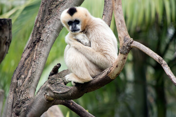 the white cheeked monkey is perched high in a tree