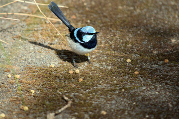 the suuperb fairy wren in a small bird with a light blue forehead and cheeks and black tail and white under carriage