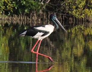 Black-necked stork bird walking through a pond of water