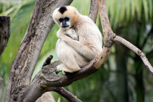 The White Cheeked Monkey Is Perched High In A Tree