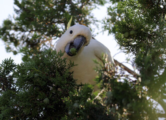 Sulphur-crested cockatoo bird eating pine nuts in a tree © Tammy Walker