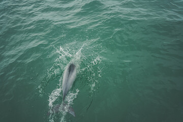 Dolphin pod playing in the green water