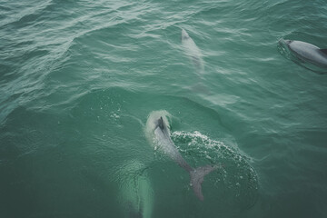Naklejka premium Dolphin pod playing in the green water