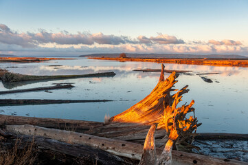 Naklejka premium Morning At Fir Island Farms Reserve in the Skagit Valley, WA. With 200 acres of estuary in this protected zone, this birding habitat is intended to protect many animals passing through over winter. 