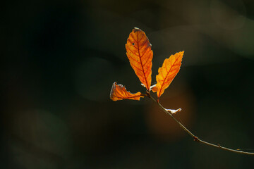 日差しを浴びて赤く輝く紅葉樹