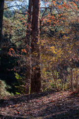 日差しを浴びて赤く輝く紅葉樹