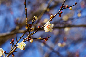 春の季節を告げる梅の花