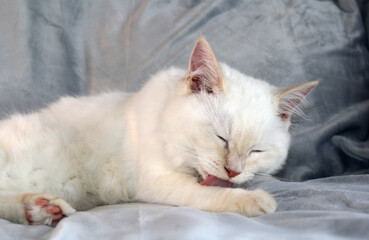 Naklejka premium Red-point ragdoll kitten cat cleaning himself